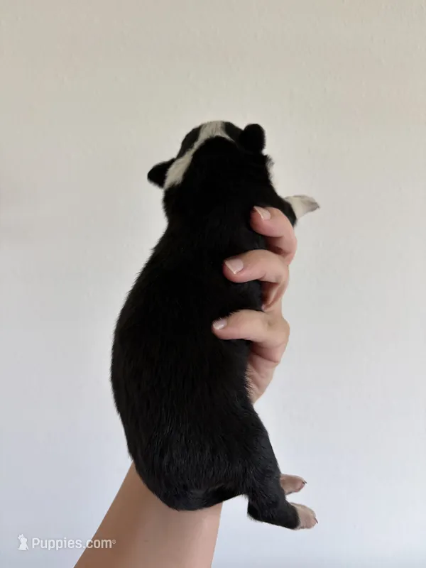 Kay – Australian Shepherd, Border Collie puppy for sale in Adel, GA
