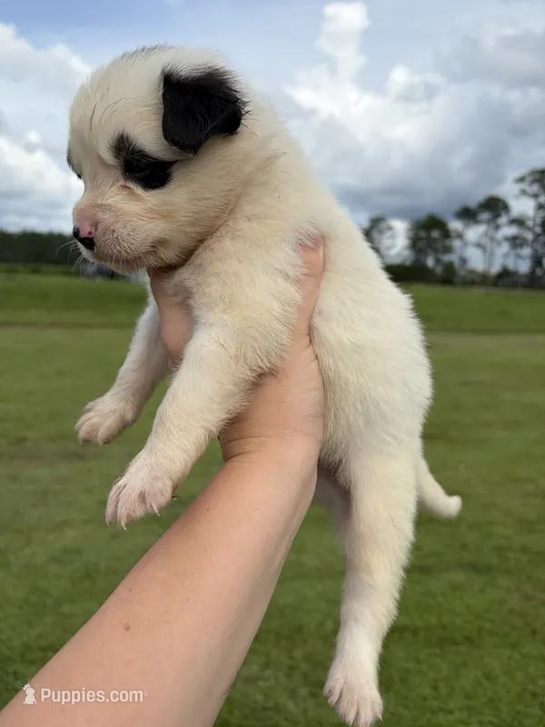 Troy – Australian Shepherd, Border Collie puppy for sale in Nashville, GA