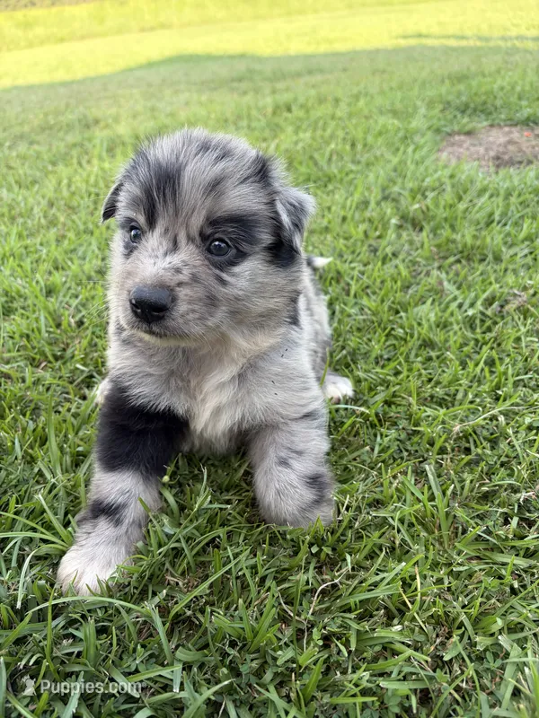 Samson  – Australian Shepherd, Border Collie puppy for sale in Nashville, GA