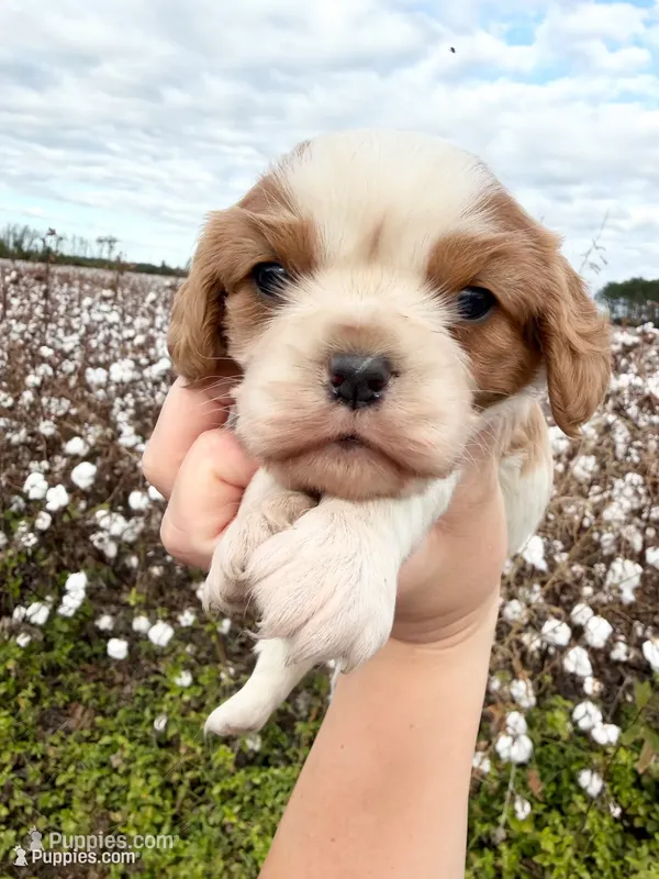 Dottie  – Cavalier King Charles Spaniel puppy for sale in Nashville, GA