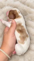 Dottie , a female Cavalier King Charles Spaniel for sale in Nashville, GA – 2 of 3
