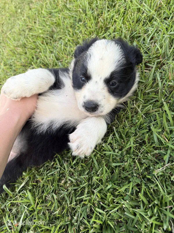 Kay – Australian Shepherd, Border Collie puppy for sale in Nashville, GA