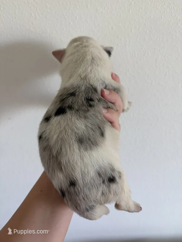 Daisy  – Australian Shepherd, Border Collie puppy for sale in Adel, GA