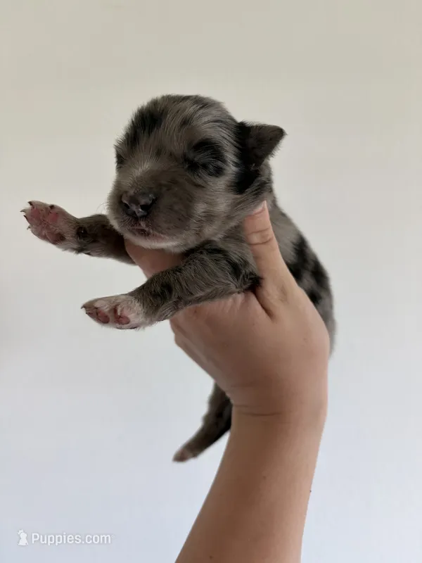 Samson  – Australian Shepherd, Border Collie puppy for sale in Nashville, GA