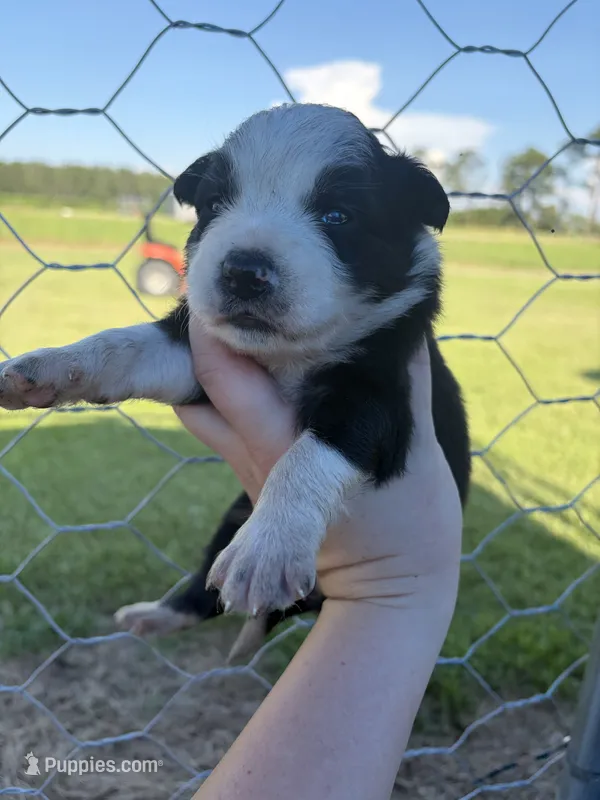 Kay – Australian Shepherd, Border Collie puppy for sale in Nashville, GA