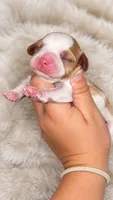 Dottie , a female Cavalier King Charles Spaniel for sale in Nashville, GA – 1 of 3