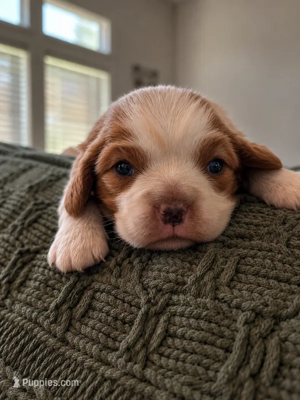 Dottie  – Cavalier King Charles Spaniel puppy for sale in Nashville, GA