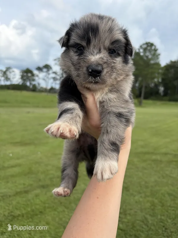 Samson  – Australian Shepherd, Border Collie puppy for sale in Nashville, GA