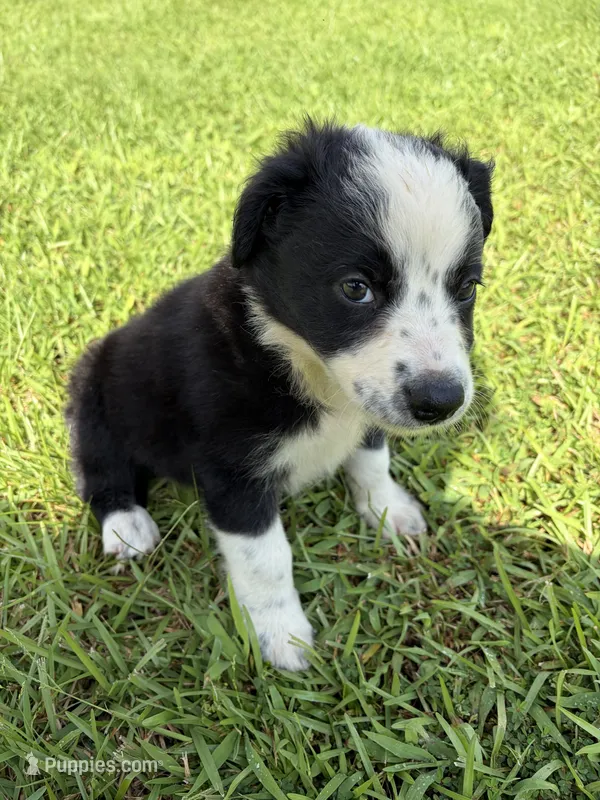 Kay – Australian Shepherd, Border Collie puppy for sale in Nashville, GA