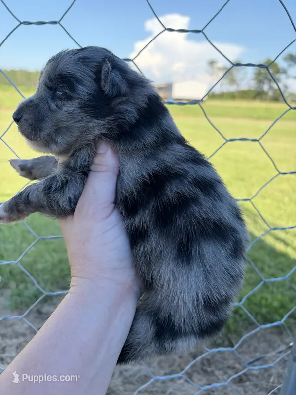 Samson  – Australian Shepherd, Border Collie puppy for sale in Nashville, GA