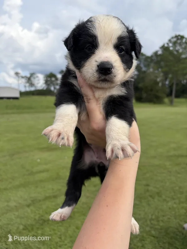 Kay – Australian Shepherd, Border Collie puppy for sale in Nashville, GA
