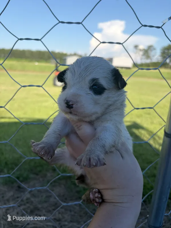Troy – Australian Shepherd, Border Collie puppy for sale in Nashville, GA