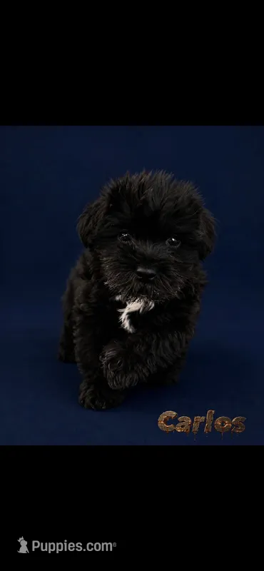 Carlos  – Maltipoo puppy for sale in Spring, TX