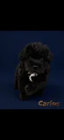 Carlos , a male Maltipoo for sale in Spring, TX – 1 of 1
