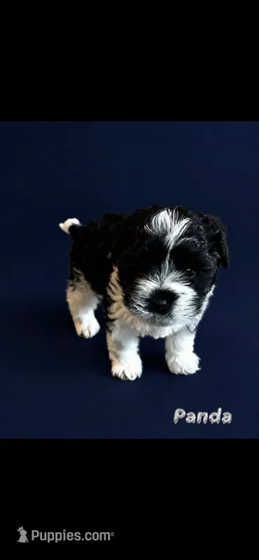 Panda  – Maltipoo puppy for sale in Spring, TX
