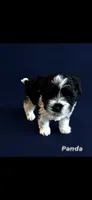 Panda , a male Maltipoo for sale in Spring, TX – 1 of 1