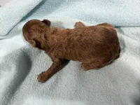 Boy 2, a male Poodle - Toy  for sale in Pittsburg, TX – 3 of 3