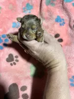 Firework, a female Yorkshire Terrier for sale in Pittsburg, TX – Photo 1 of 2