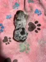 Firework, a female Yorkshire Terrier for sale in Pittsburg, TX – Photo 2 of 2