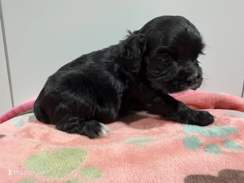 Stella – Cockalier puppy for sale in Pittsburg, TX