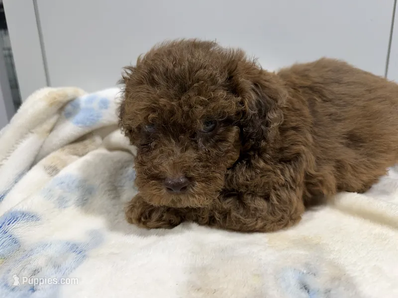 Boy 2 – Poodle - Toy  puppy for sale in Pittsburg, TX