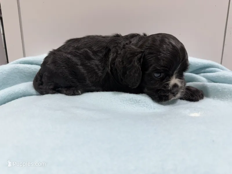 Leo – Cockalier puppy for sale in Pittsburg, TX