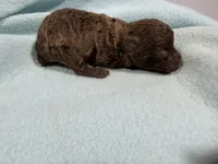 Boy 1, a male Poodle - Toy  for sale in Pittsburg, TX – 2 of 3