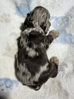Joker, a male Cocker Spaniel for sale in Pittsburg, TX – 2 of 2