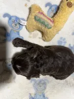Hank, a male Cocker Spaniel for sale in Pittsburg, TX – 2 of 2