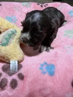 Lilly, a female Cocker Spaniel for sale in Pittsburg, TX – 2 of 2
