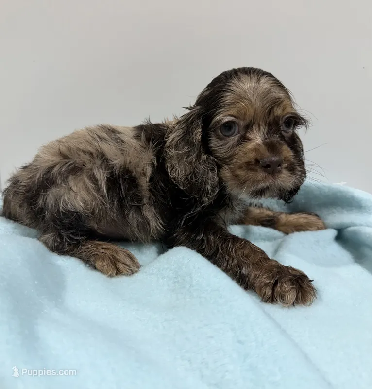 Sleepy – Cocker Spaniel puppy for sale in Pittsburg, TX