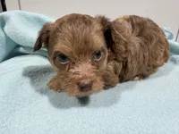 Prince, a male Yorkipoo and Poodle - Toy  for sale in Pittsburg, TX – 1 of 2
