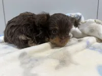 Ike, a male Yorkshire Terrier for sale in Pittsburg, TX – 1 of 1