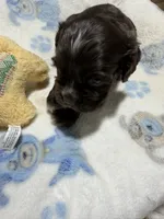 Hank, a male Cocker Spaniel for sale in Pittsburg, TX – 1 of 2