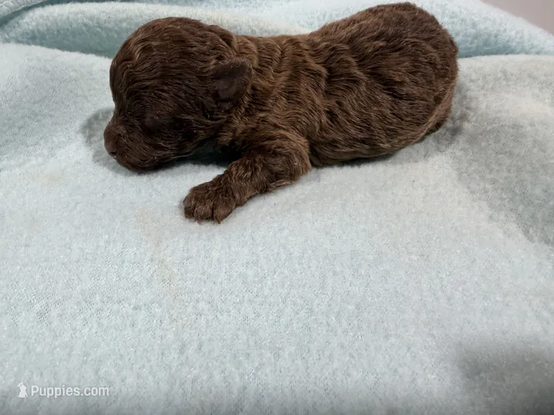 Boy 1 – Poodle - Toy  puppy for sale in Pittsburg, TX