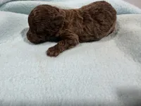 Boy 1, a male Poodle - Toy  for sale in Pittsburg, TX – 1 of 3