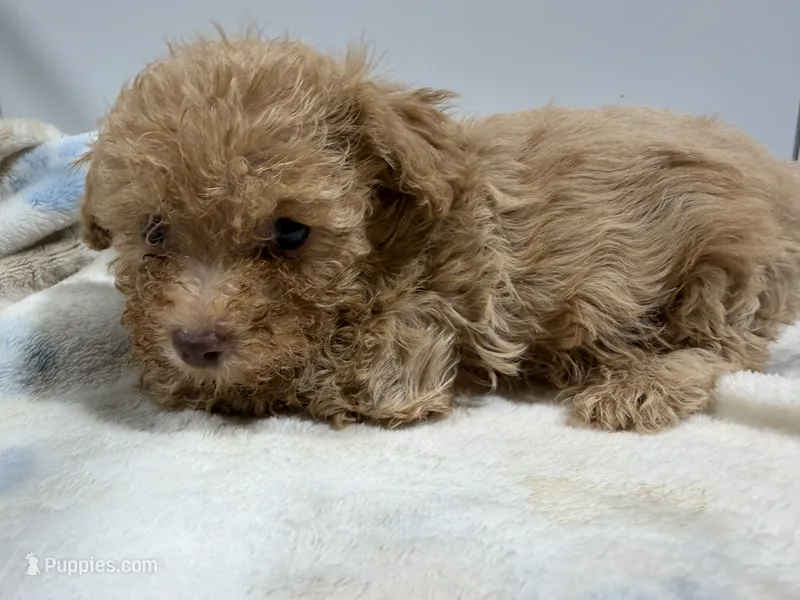 Boy 3 – Poodle - Toy  puppy for sale in Pittsburg, TX