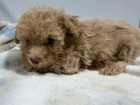 Boy 3, a male Poodle - Toy  for sale in Pittsburg, TX – 1 of 3