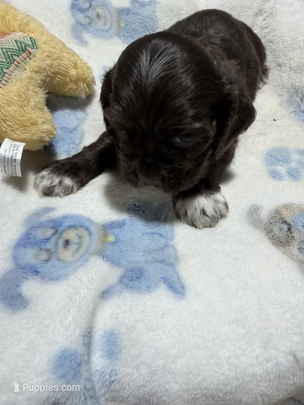 Gus – Cocker Spaniel puppy for sale in Pittsburg, TX
