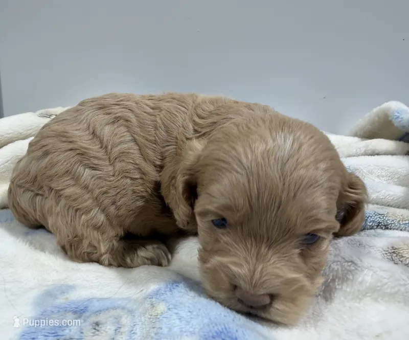 Jack – Cockapoo puppy for sale in Pittsburg, TX