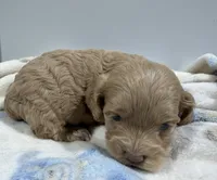 Jack, a male Cockapoo for sale in Pittsburg, TX – 1 of 1