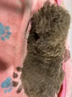 Nova, a female Poodle - Toy  for sale in Pittsburg, TX – 2 of 3