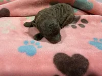 Nova, a female Poodle - Toy  for sale in Pittsburg, TX – 2 of 3
