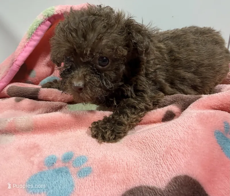 Nova – Poodle - Toy  puppy for sale in Pittsburg, TX