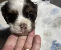 processed/aafaf15b-2343-43f9-94ed-818463c94d39/listing/3d1a819f-0991-4aa7-9205-69b998b50972/739beb4f-2241-492e-9035-d82f7260fed7