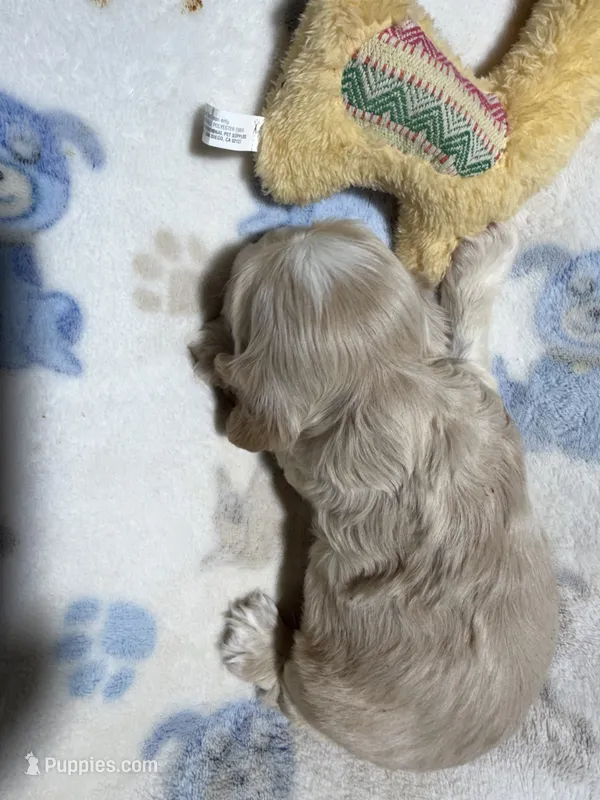 Willie – Cocker Spaniel puppy for sale in Pittsburg, TX