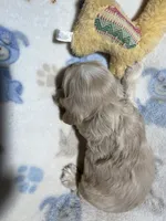 Willie, a male Cocker Spaniel for sale in Pittsburg, TX – 1 of 2