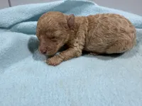 Boy 3, a male Poodle - Toy  for sale in Pittsburg, TX – 2 of 3