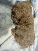 Boy 3, a male Poodle - Toy  for sale in Pittsburg, TX – 2 of 3
