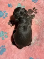 Sara, a female Cocker Spaniel for sale in Pittsburg, TX – 2 of 2
